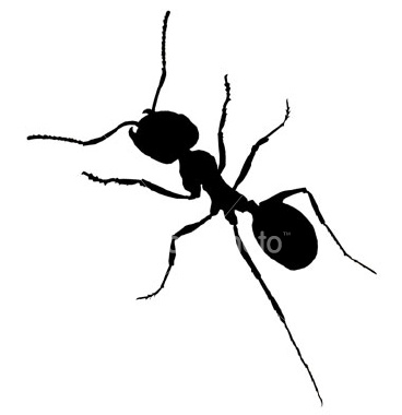 Alasan semut berhenti saat bertemu semut lainnya